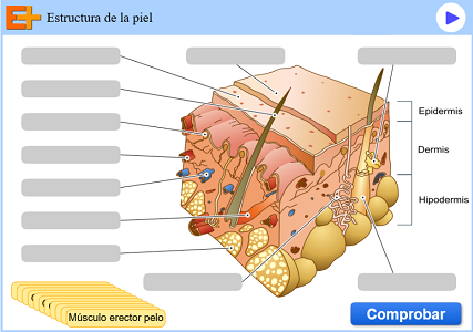 Archivo:Olga650.png